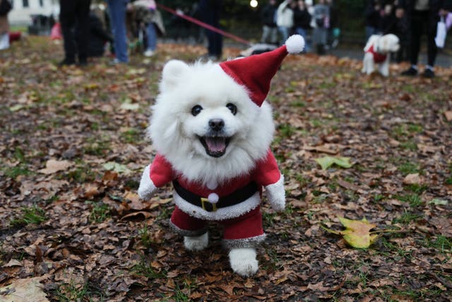 The Rescue Dogs of London and Friends Christmas Jumper Parade was a hoot for dogs and humans alike (Jeff Moore/PA)