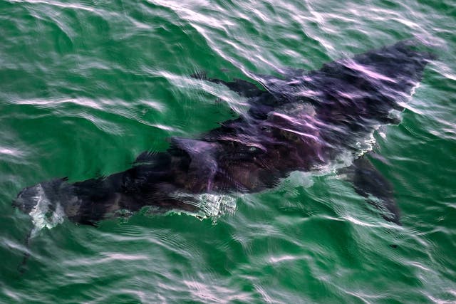 <p>Las autoridades de Santa Cruz encontraron un cuerpo en el agua cerca de la bahía de Monterey una semana después de que una nadadora desapareciera en un presunto ataque de tiburón en una playa cercana</p>