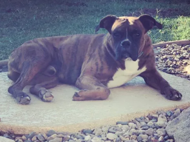 <p>Monica Lopez’s dog Rocky, her companion since her husband’s death, died in Thanksgiving Day burglary</p>