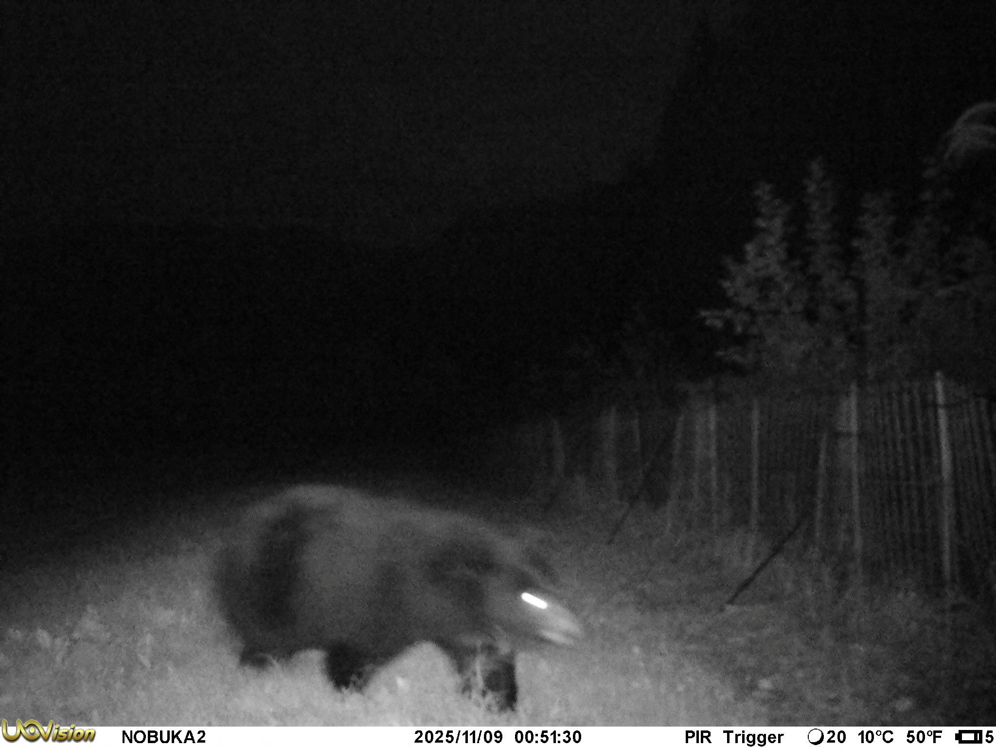 independent.co.uk - Shweta Sharma - Man mauled by bear in Japan while using public toilet