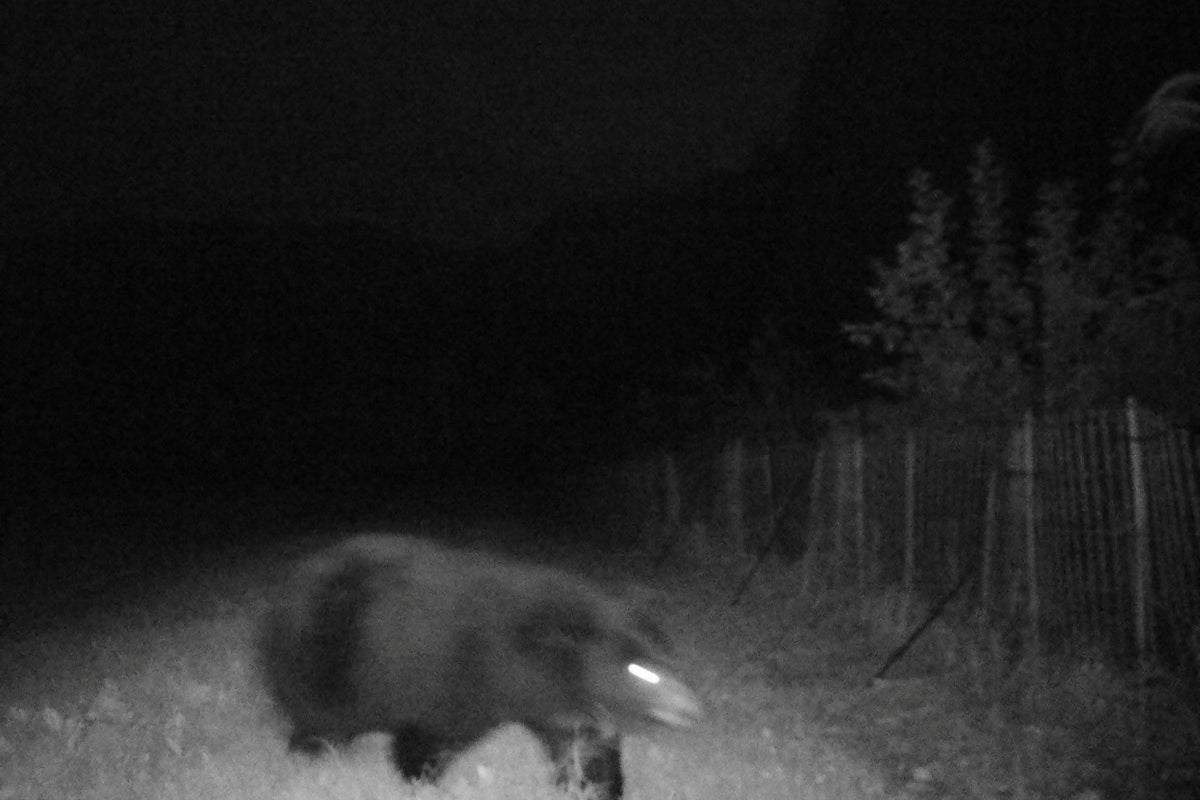 Man mauled by bear in Japan while using public toilet