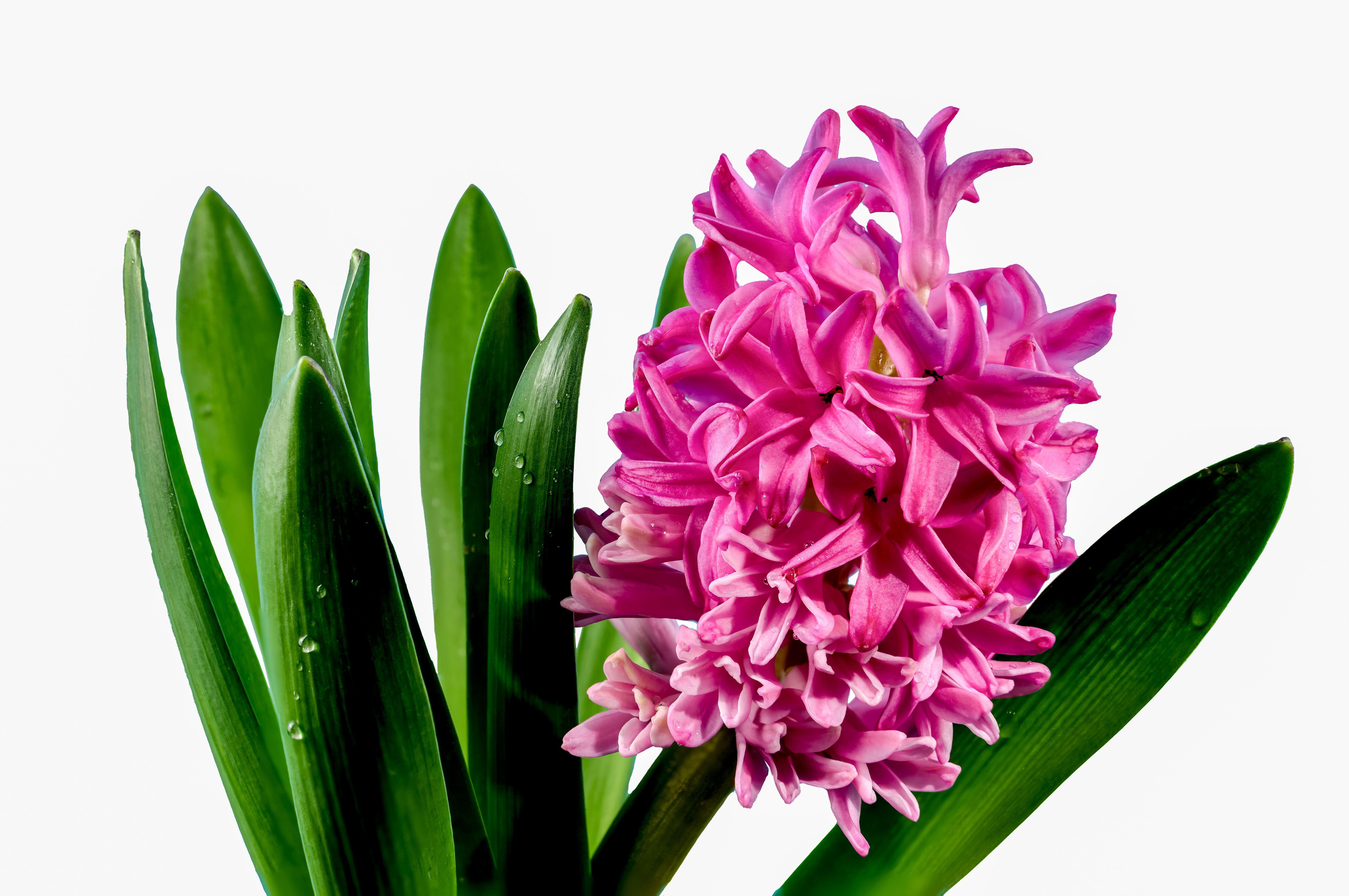 Blooming pink hyacinth bring colour to festive arrangements