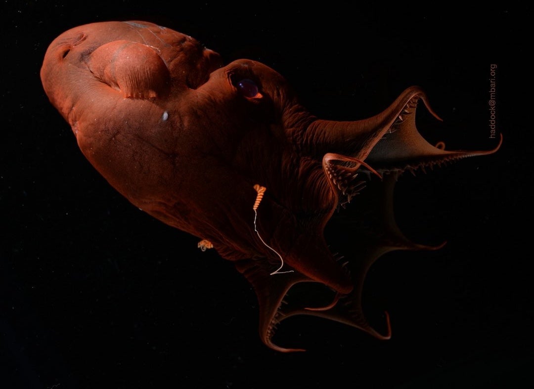 Vampire squid