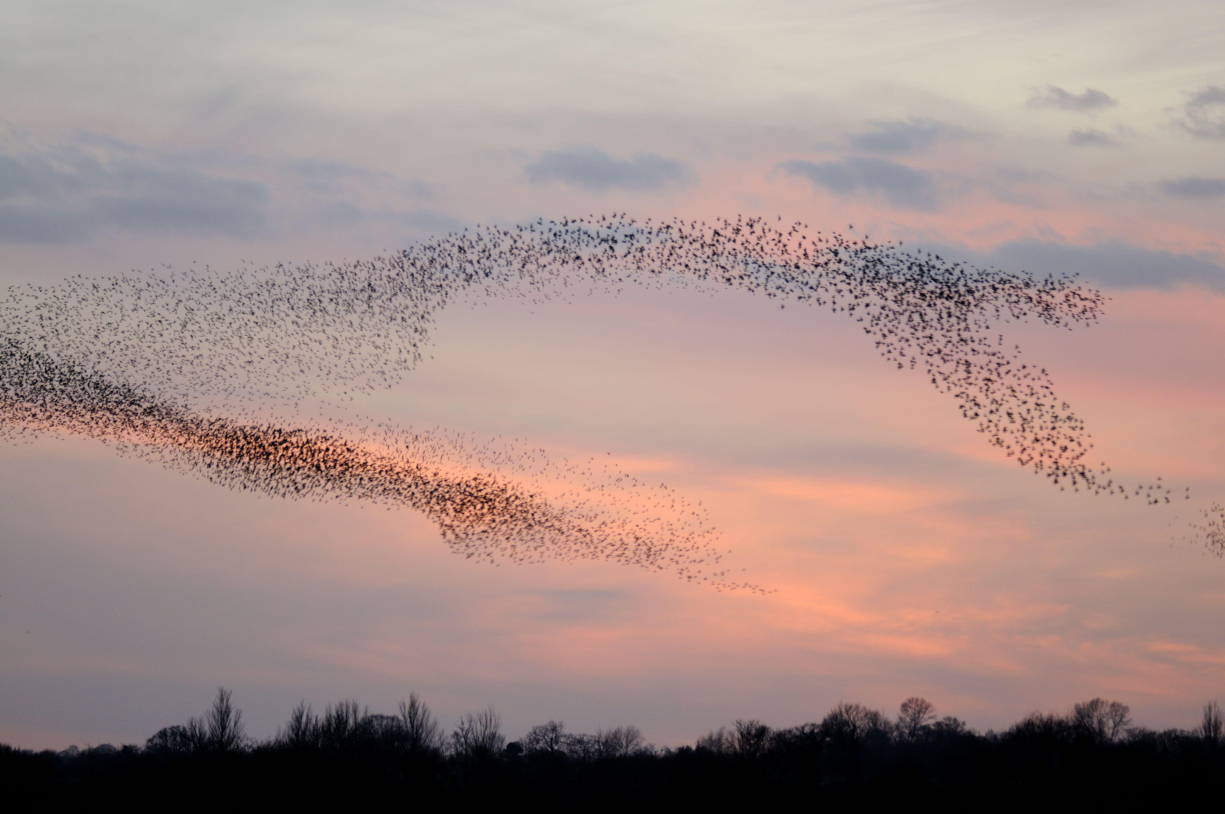 A starling murmuration in Suffolk