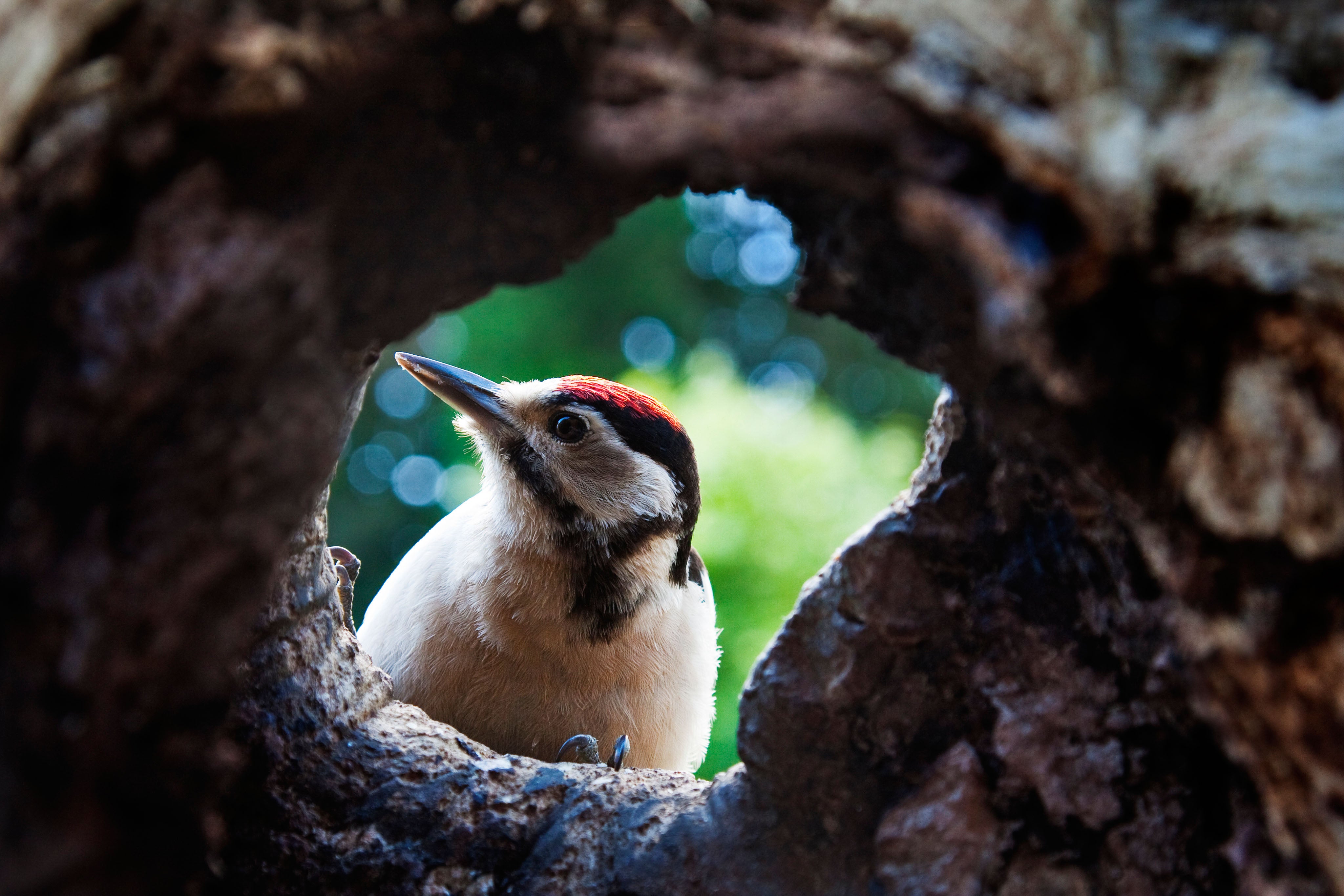 Great spotted woodpecker looking into a hollow tree