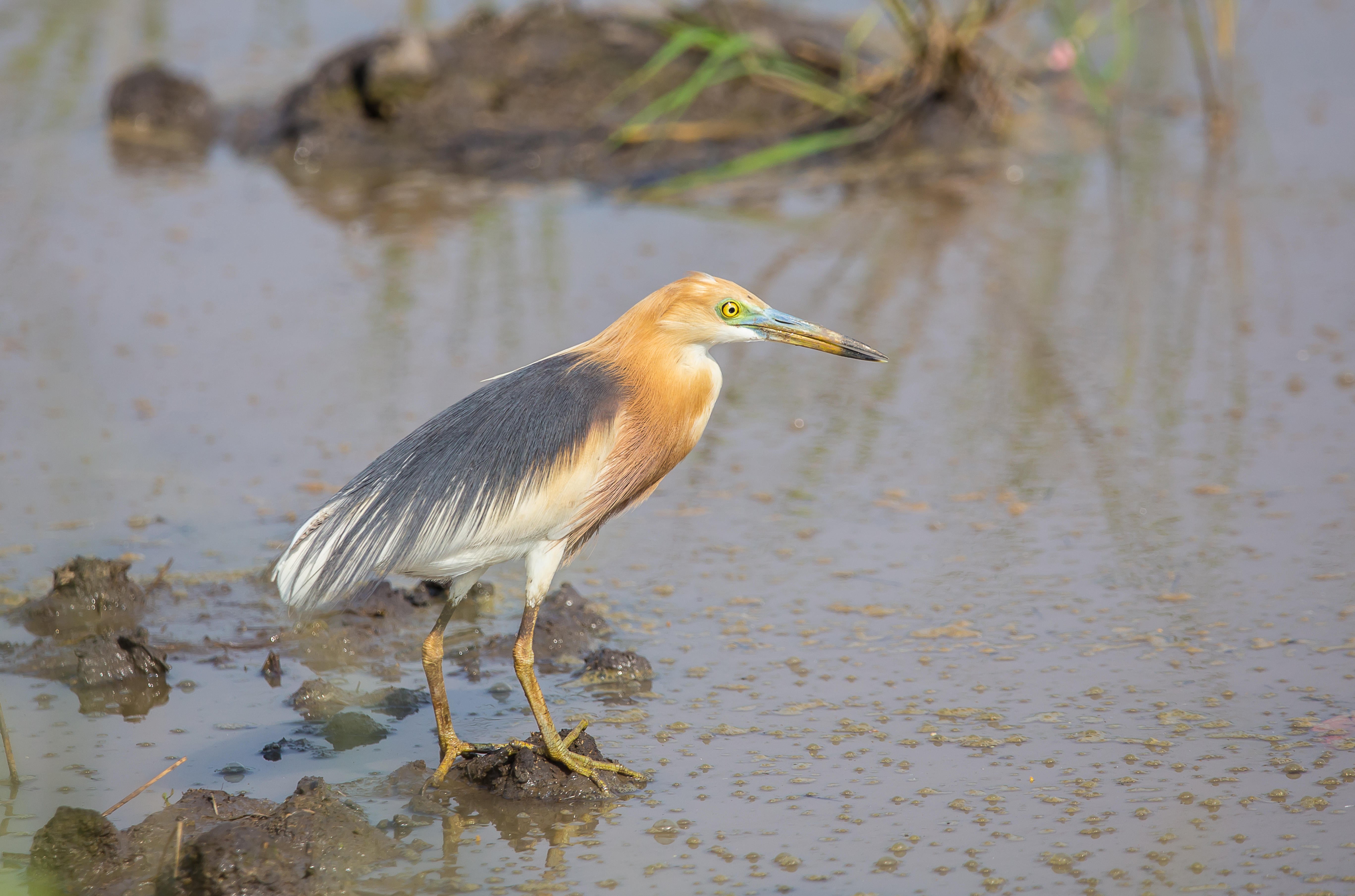 Chinese pond heron in the fields of Thailand