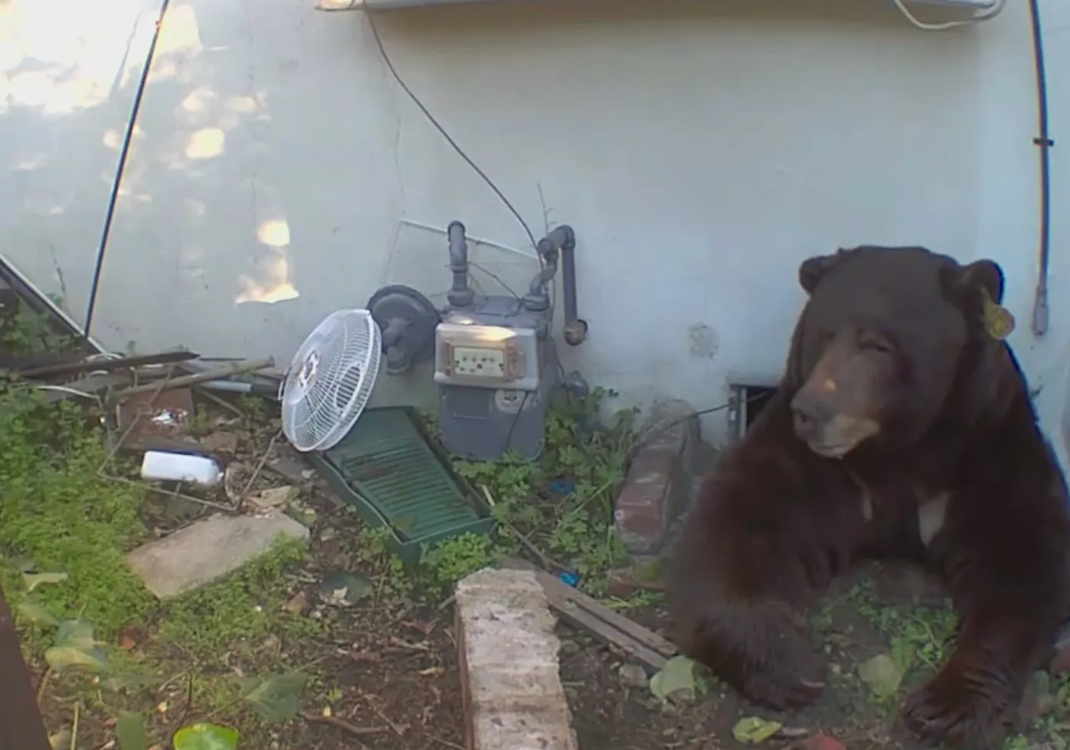 A California man was alarmed to find that the cause of disturbances and damage around his property was an enormous black bear that had moved into the crawl space beneath his home