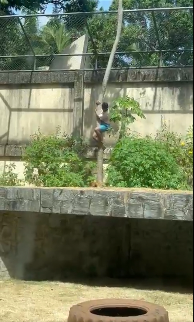 <p>Footage shows a 19-year-old scaling down a tree as a lioness waits below </p>