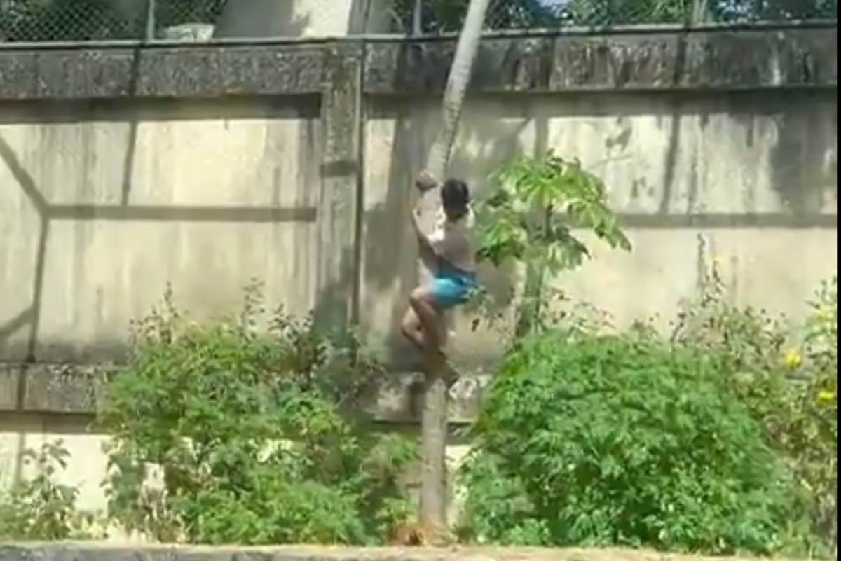 Teenager mauled to death by lion after climbing into zoo enclosure in front of visitors