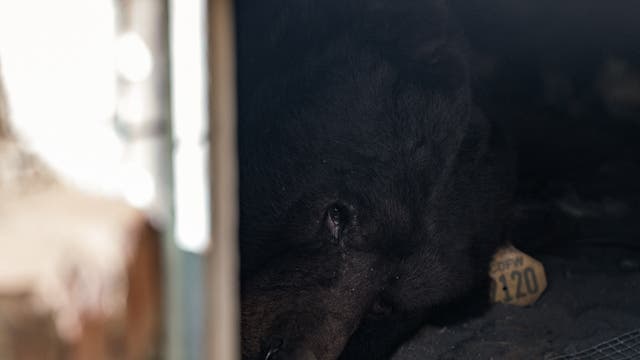 California Bear Under House