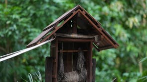 International Pet Trade