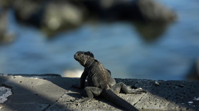 International Pet Trade