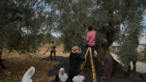 West Bank Settler Violence