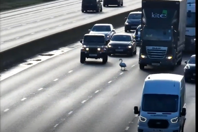 <p>A confused swan was rescued after bringing motorway traffic to a standstill </p>