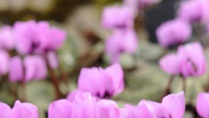 Gardening-Cyclamen