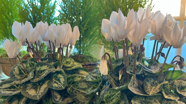 Gardening-Cyclamen
