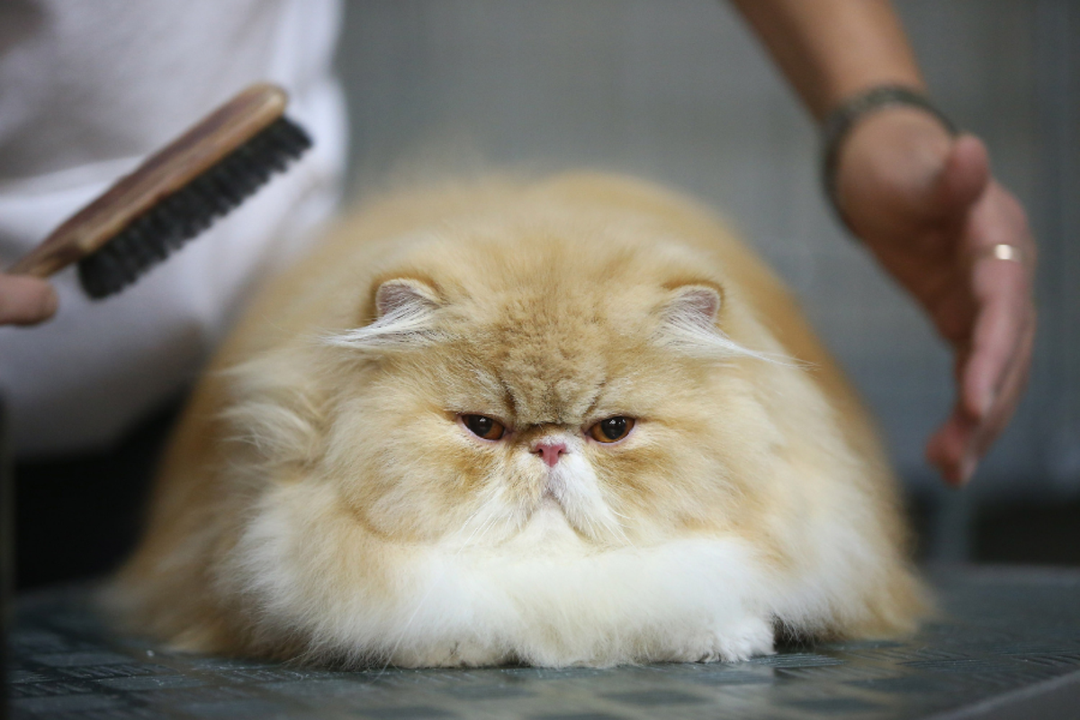 Ozempic could be coming for a new demographic – your fat cat