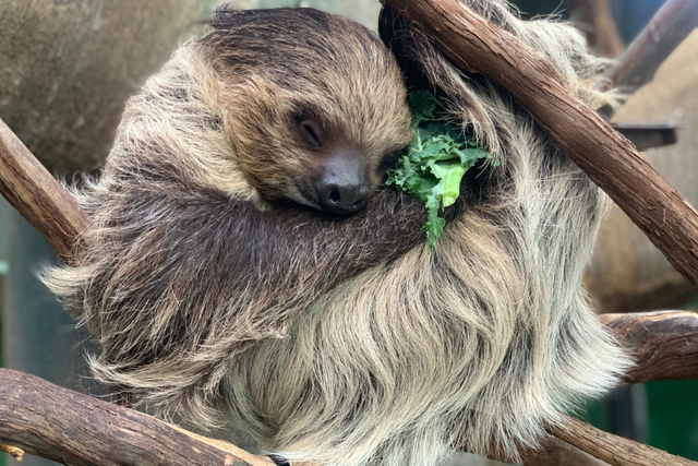 <p>National Zoo sloth Athena has passed away</p>