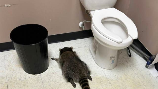 Virginia Drunk Raccoon