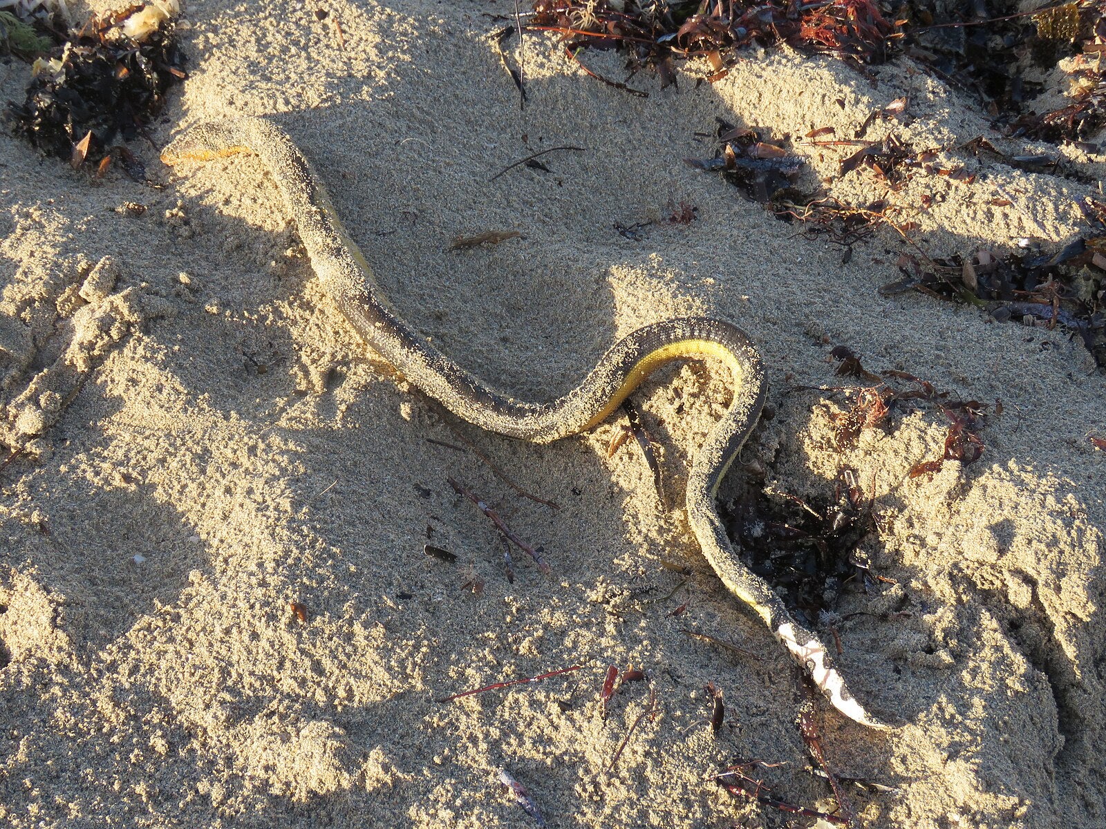Dead yellow-bellied sea snake washed up at Shoalwater Bay, Western Australia