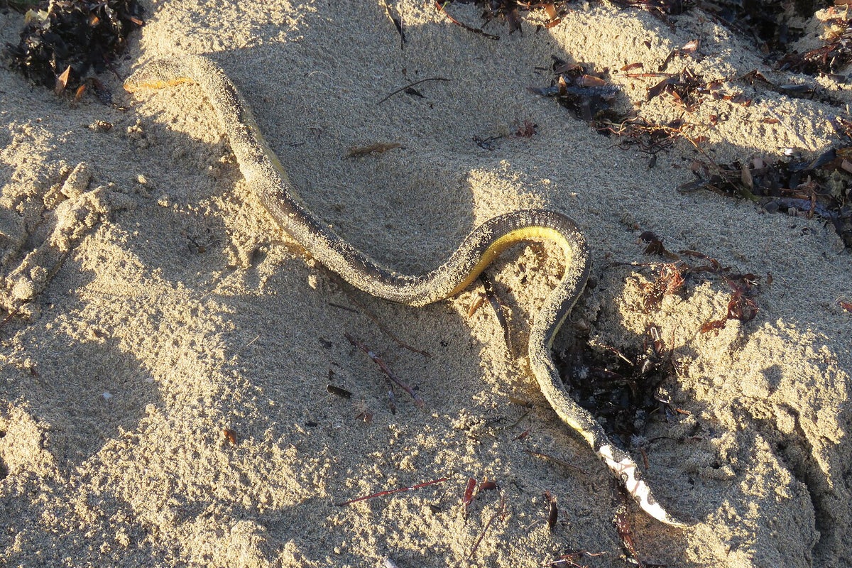 Dead sea snakes keep washing up on Australia’s shores and scientists are unsure why