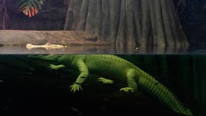 Albino Alligator