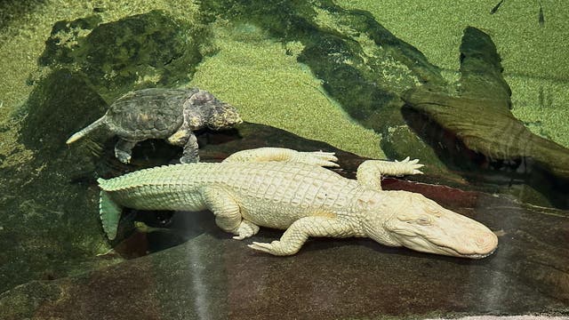 Albino Alligator