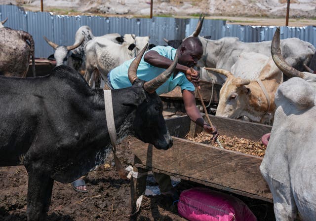 Migration Ivory Coast Herders
