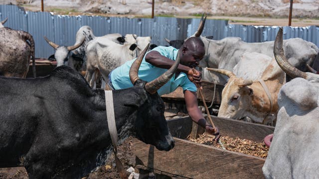 Migration Ivory Coast Herders
