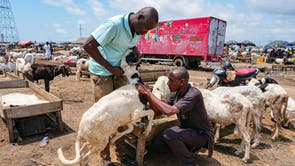 Migration Ivory Coast Herders