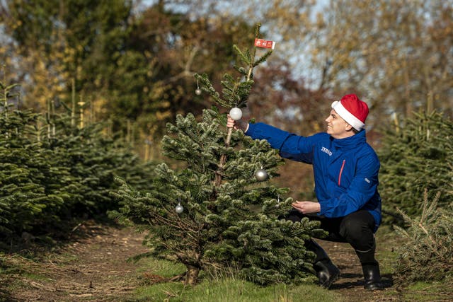 <p>Jake, a Tesco employee, searches for a perfectly imperfect Christmas tree at Needlefresh Christmas tree farm in Yattendon, Berkshire (Ben Birchall/PA)</p>