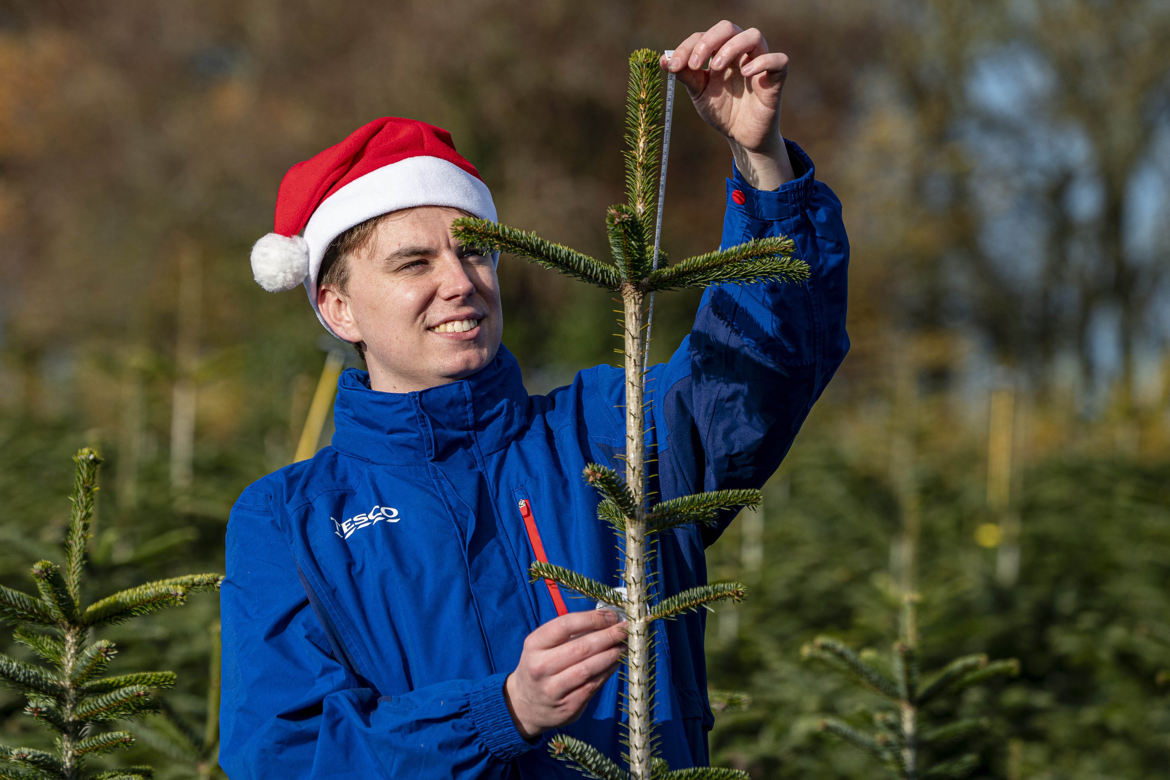 The search is on for perfectly imperfect Christmas trees at Needlefresh Christmas tree farm in Yattendon, Berkshire (PA)