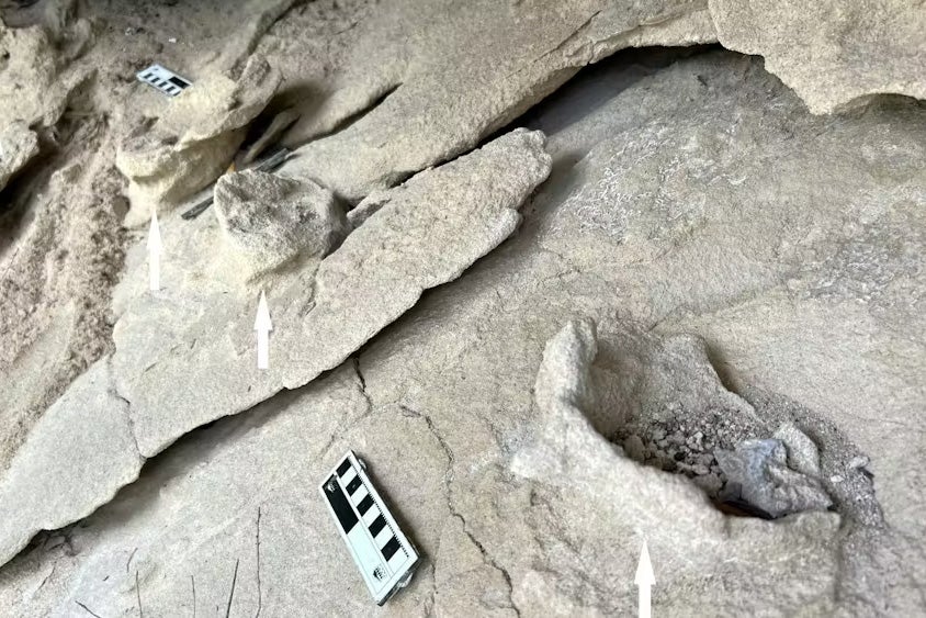 pedestalled (raised) vertebrate trackway in the Pliocene Wankoe Formation, South Africa