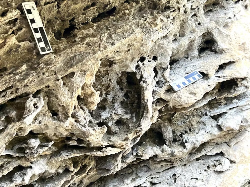 A track viewed in profile in the Wankoe Formation