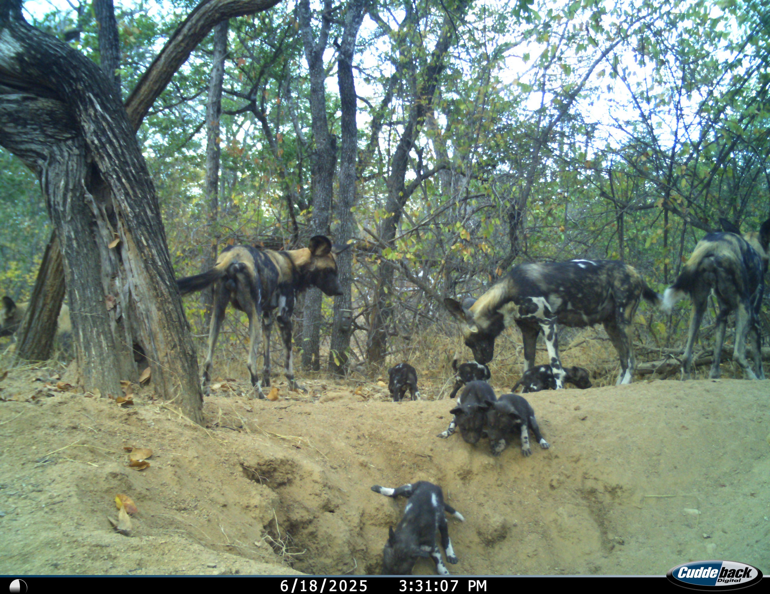 <p>An image of the wild dog family taken by a camera trap earlier this year</p>