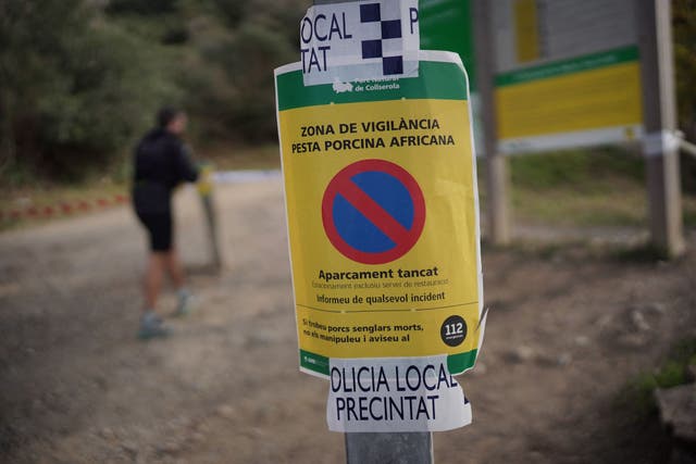 <p>A police warning sign reading ‘African Swine Fever Surveillance Zone’ posted on a pole at the entrance of the Collserola natural park, near Barcelona</p>