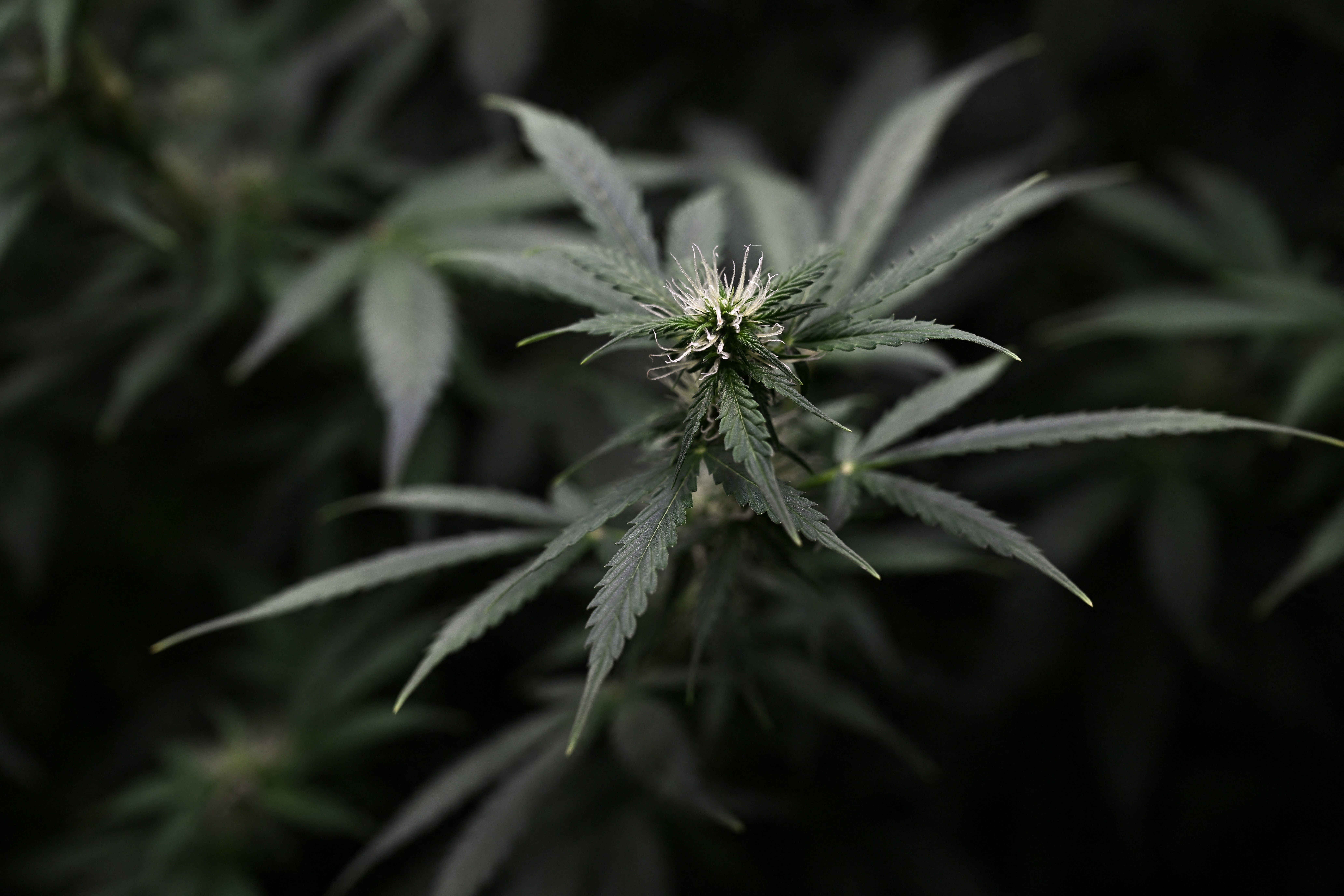 The increasingly common condition called “scromiting” is known in the medical community as cannabis hyperemesis syndrome or CHS