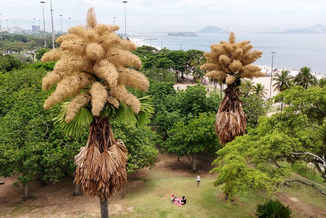 <p>Talipot palm trees, native to India and Sri Lanka, is in bloom for the first and only time in its life, in Aterro do Flamengo, Rio de Janeiro</p>