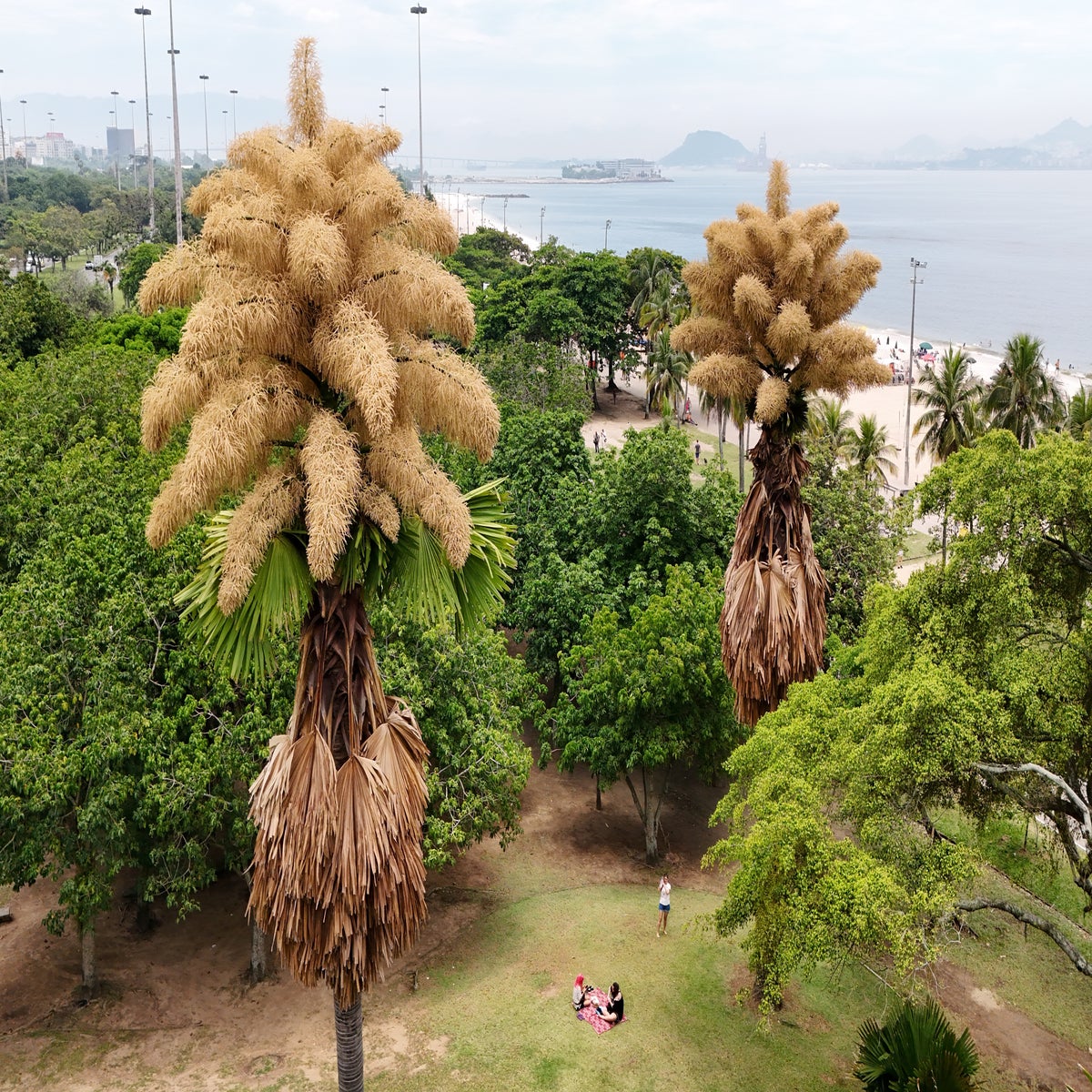 Rare palm trees across Rio de Janiero flower for first time in decades  before dying | The Independent