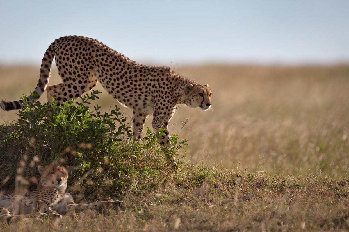 How a sperm bank for cheetahs might one day save the fastest land animal
