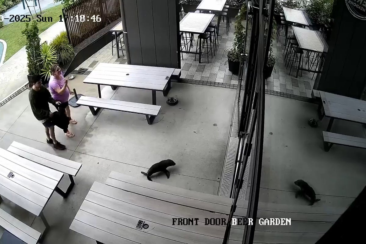 A seal galumphs into a bar. The bartender says 'Grab the salmon!'