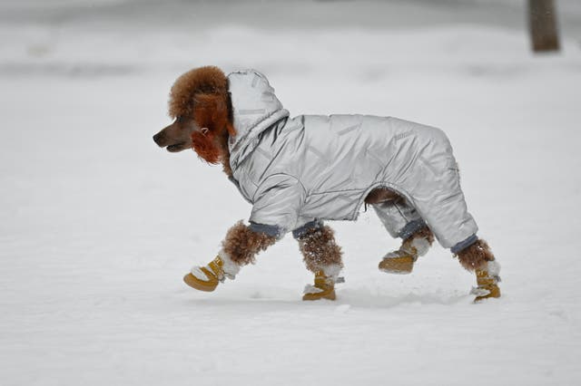 <p>A dog wearing clothes walks on a snowy day in Beijing on December 14, 2023</p>