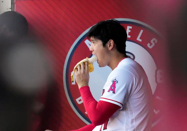 <p>Shohei Ohtani, when he played for the Los Angeles Angels baseball team, eating a banana in the dugout in August 2023. The color of a banana can indicate its specific health benefits, experts say</p>