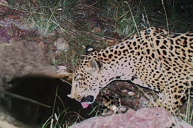 Jaguar Spotted Arizona