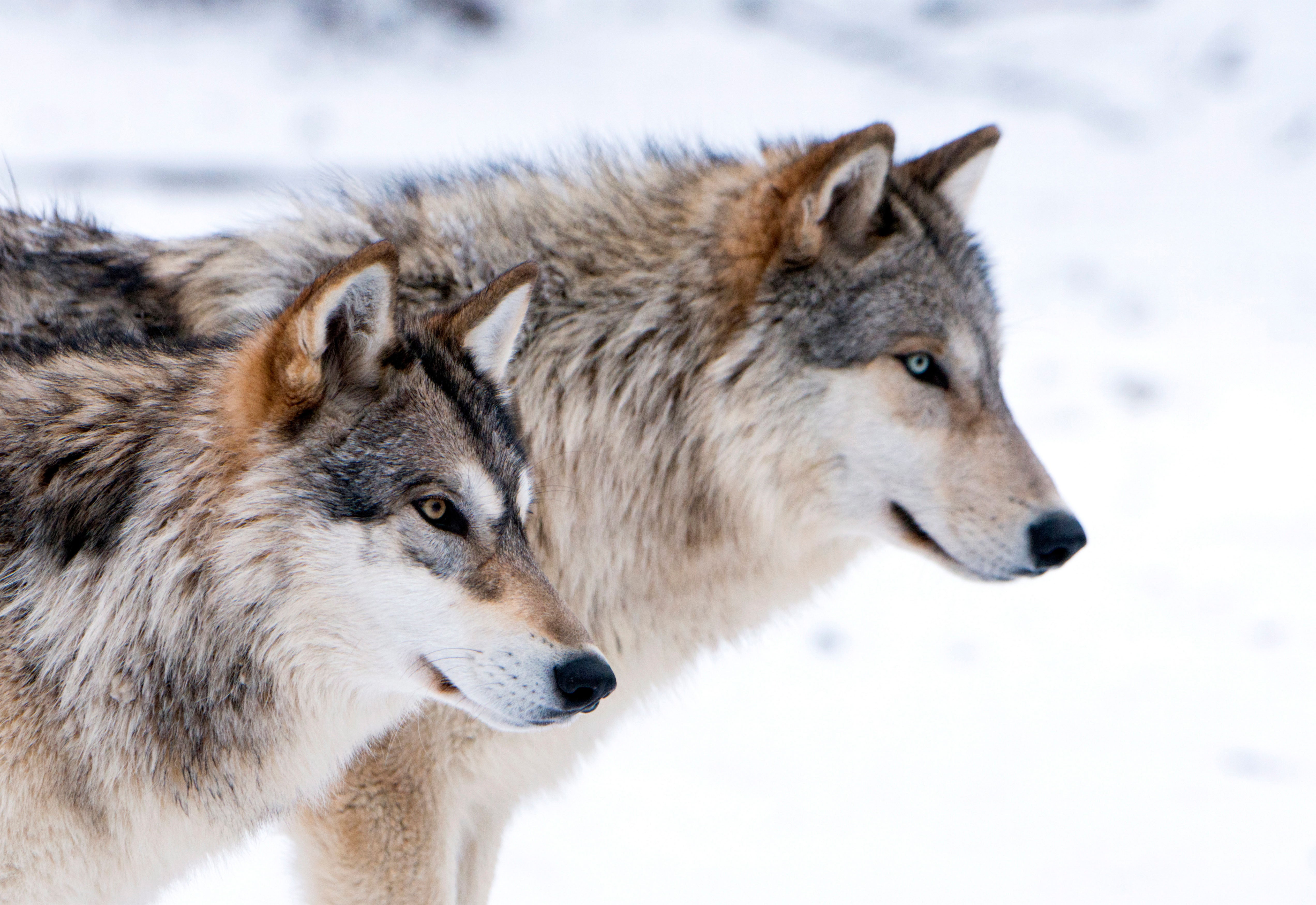 <p>The survey found there are more negative associations with wolves than other species (Alamy/PA)</p>