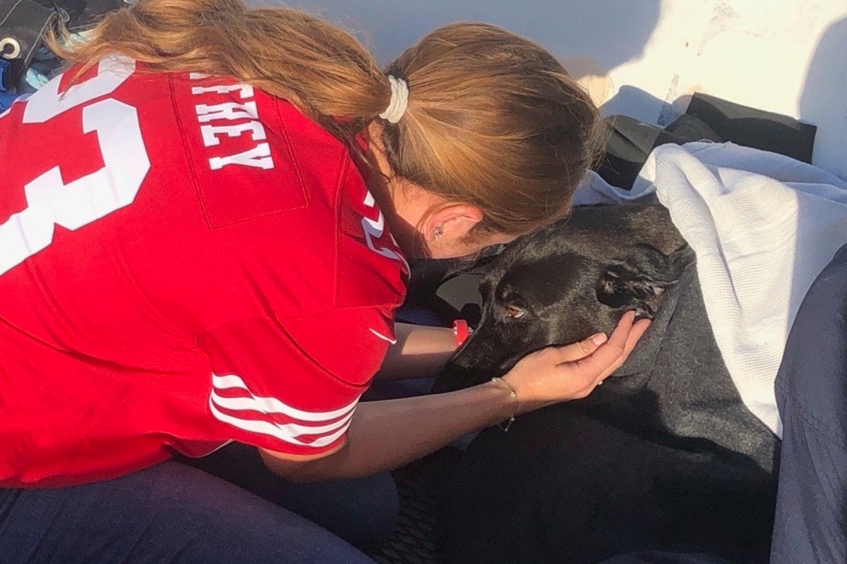 Lifeguards rescue dog swept out to sea by rip current off San Diego coast