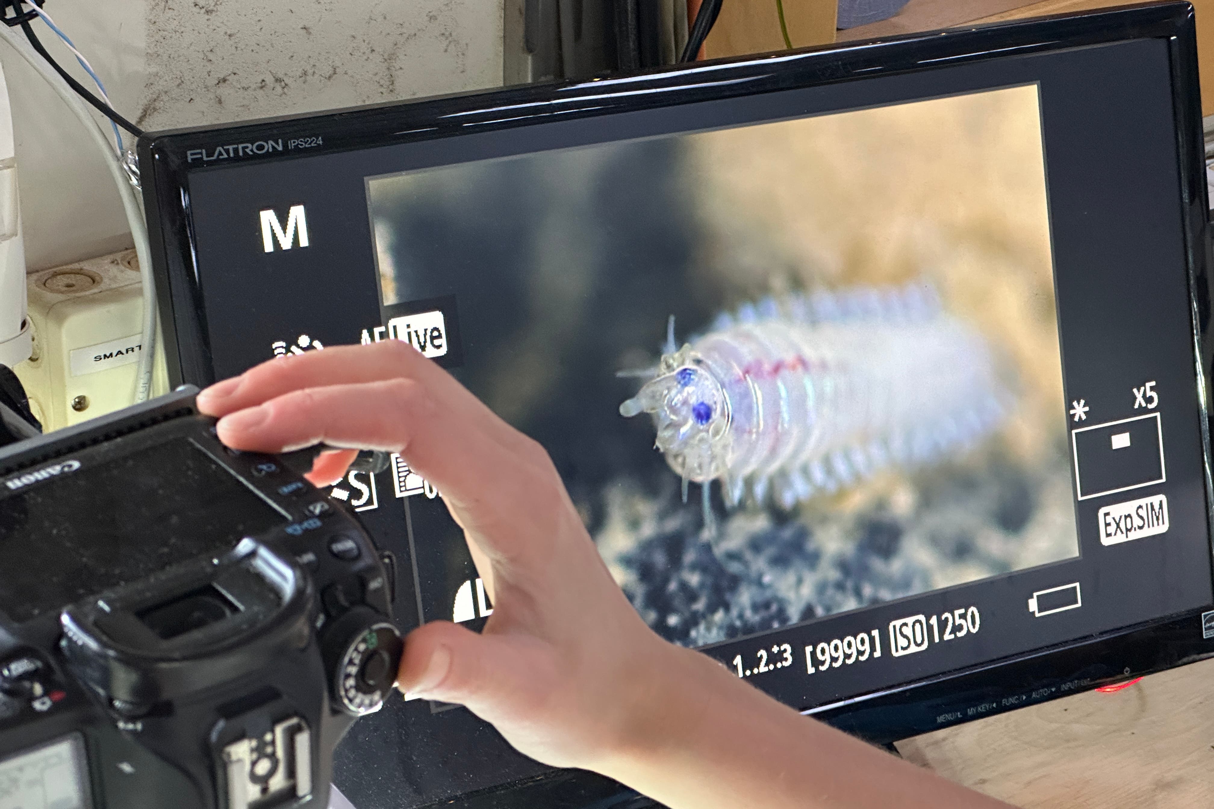 Researchers took images of an abyssal worm at sea (Natural History Museum/University of Gothenburg/PA)