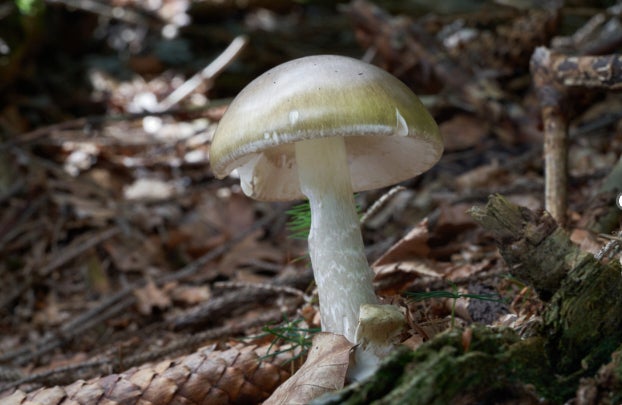 Officials warn about foraging wild mushrooms after being linked to deadly outbreak