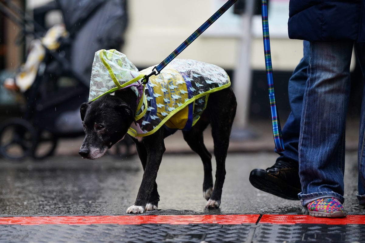 Image for Storm Bram will lead to strong winds and heavy rain, forecasters warn