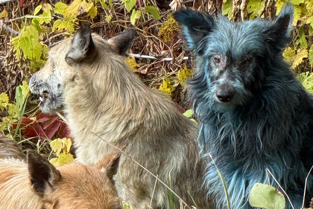 Scientists debunk mystery of Chernobyl’s ‘blue dogs’ after claims they had ‘mutated due to radiation’ Scientists debunk mystery of Chernobyl’s ‘blue dogs’ after claims they had ‘mutated due to radiation’